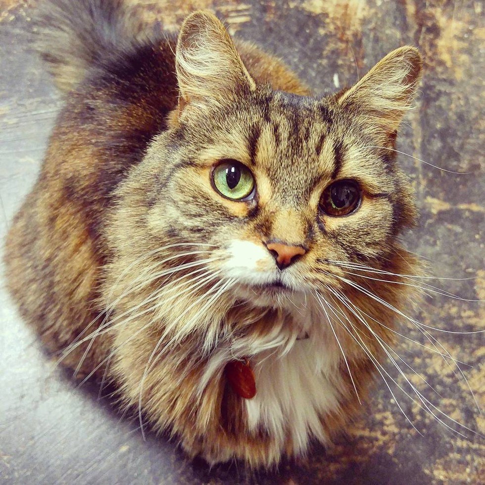 A stray cat with a unique eye is rescued by a woman, and in return, the cat becomes a loyal companion to her