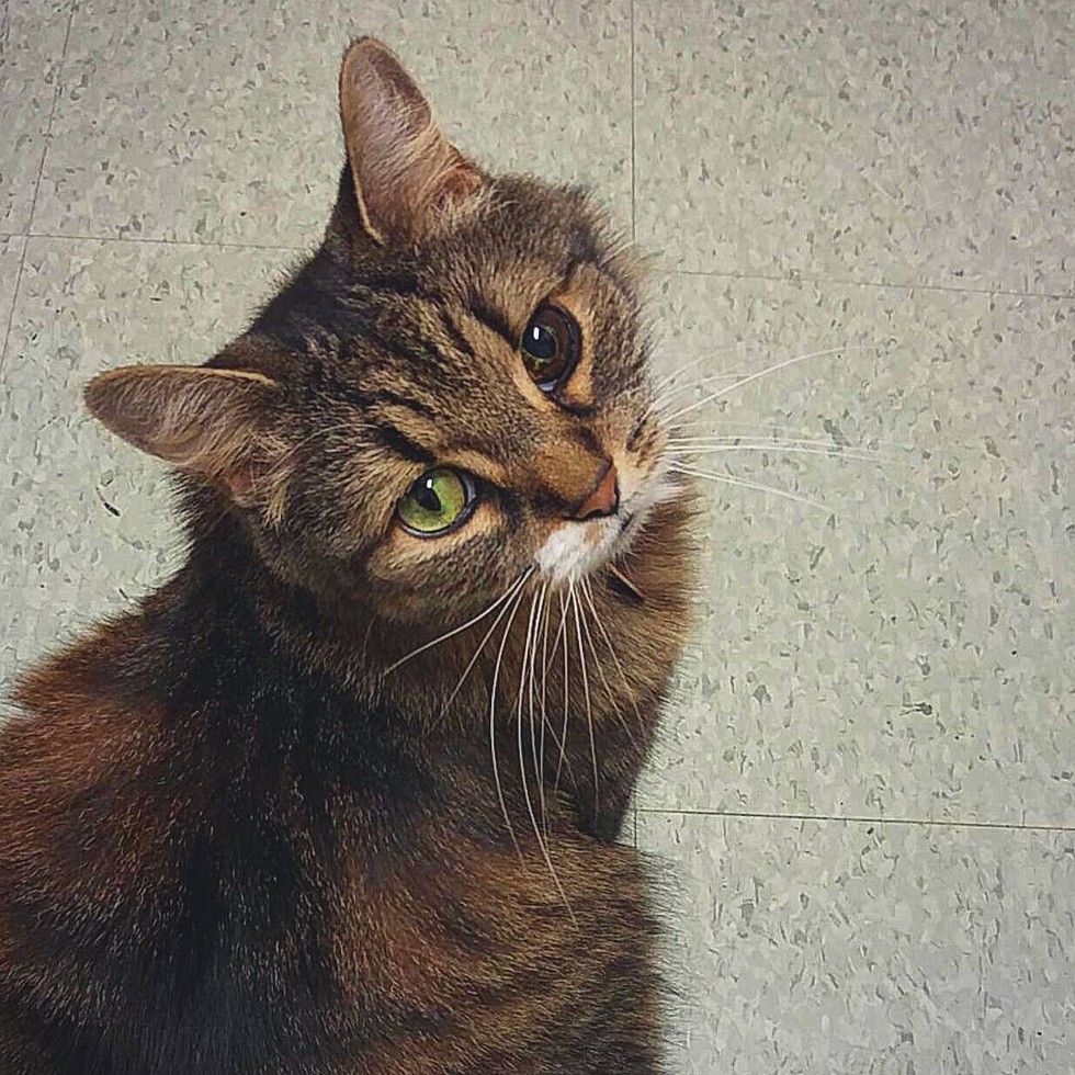 A stray cat with a unique eye is rescued by a woman, and in return, the cat becomes a loyal companion to her