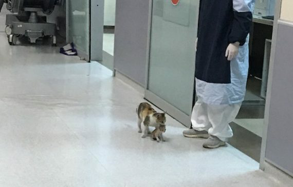 A stray mommy cat brings her sick kitten to a hospital seeking help, displaying her maternal instincts and resilience. – The News Volcano