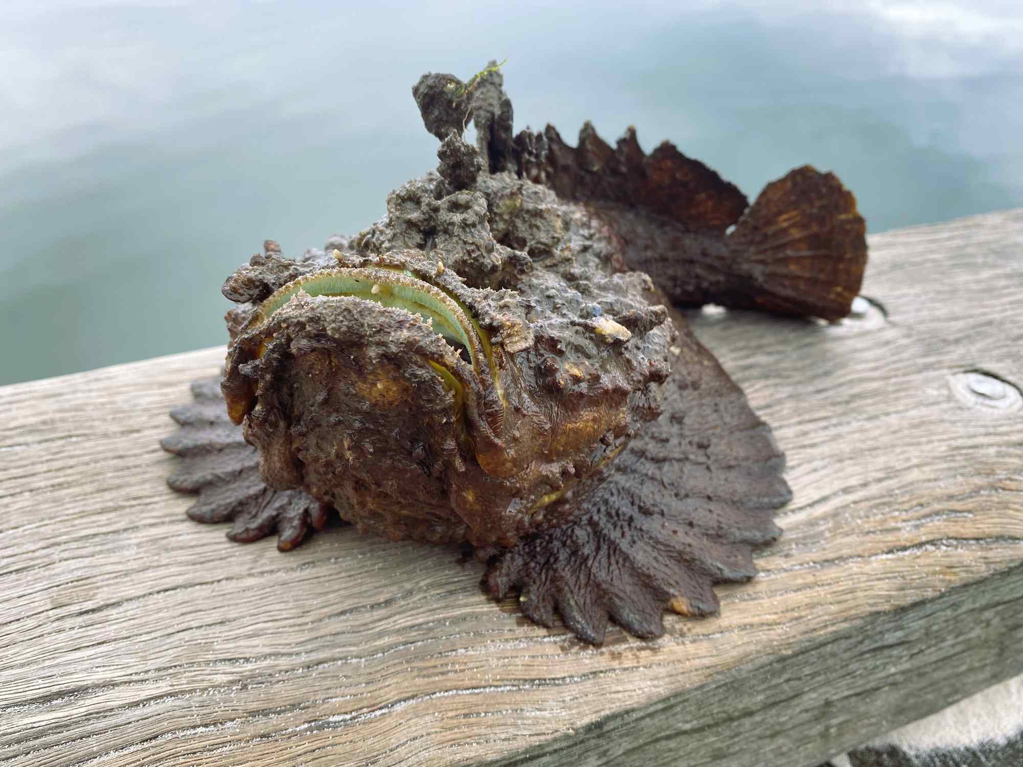 Darwin beachgoer spots most venomous fish in WORLD washed up on the beach - and nearly stepped on it