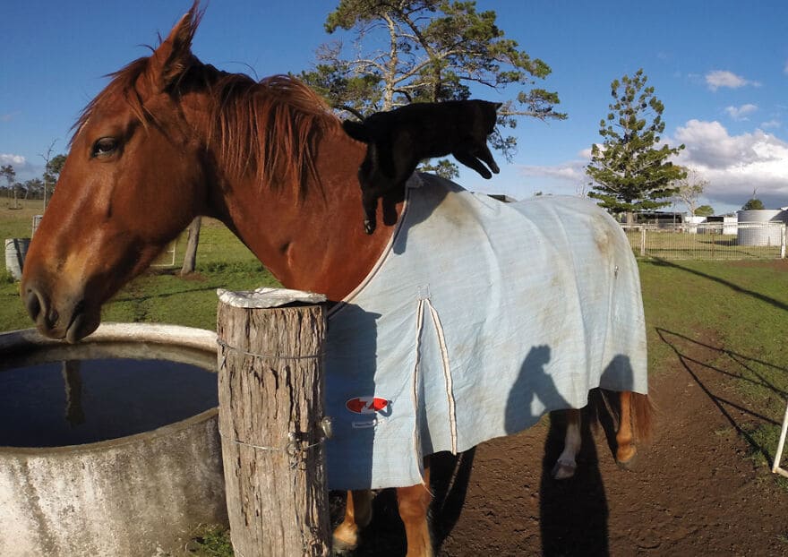 A heartwarming friendship blossoms between a sweet cat and a gentle horse, demonstrating the remarkable connections that can form between different species, evoking feelings of wonder and joy. – Latest News Hunters