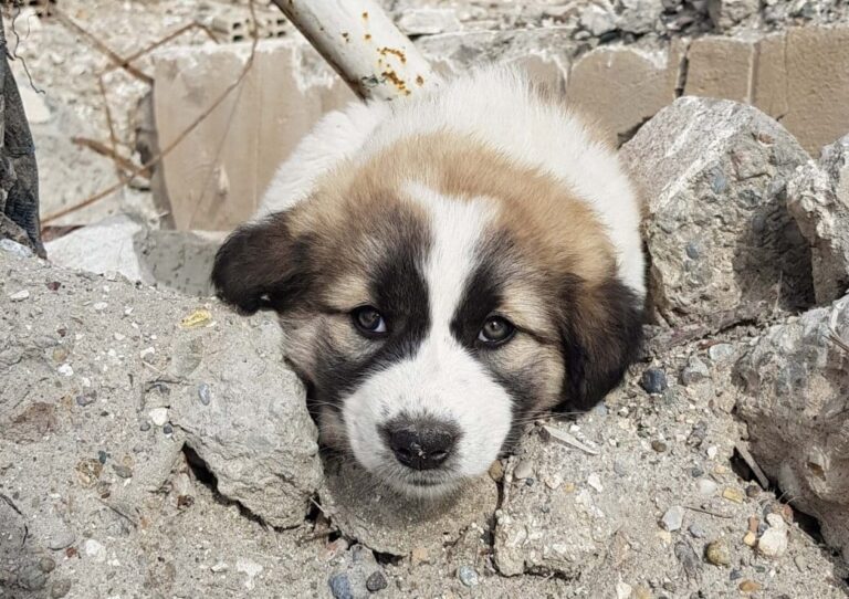 After rescuing a puppy from the debris, the soldier carries his loyal companion in his backpack, ensuring their constant presence and protection. - Puppies Love