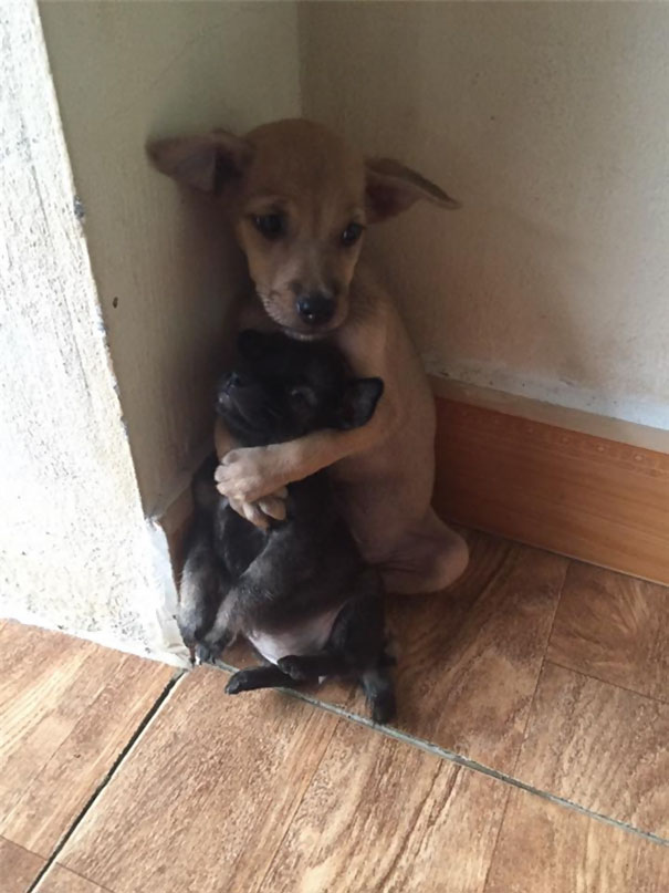 Two rescued dogs form a bond and constantly cuddle, taking care of each other, while also developing a unique sitting habit, showcasing the resilience and companionship that can develop between animals in need. – newsvaults.com