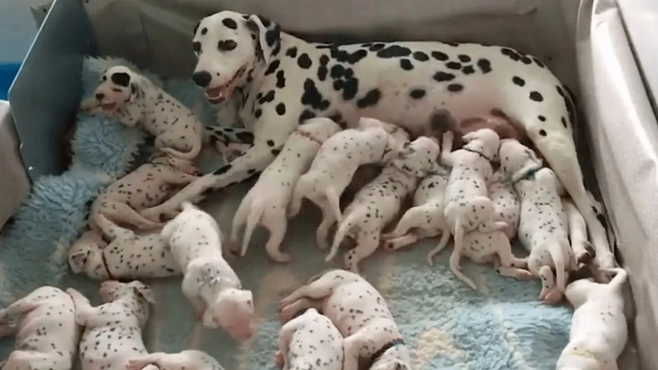 "Dalmatian Surprises Vet with Record-Breaking Litter of 18 Puppies Despite Predicted 3"