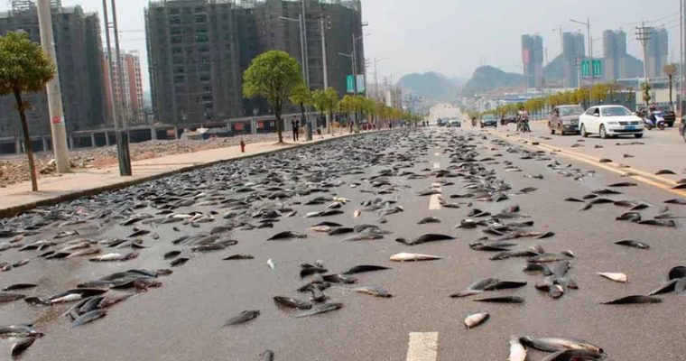 Mysterious Phenomenon: Thousands of “Rain Fish” Fill the Sky, Leaving New Zealand Town Astonished (Video).h - Puppy Blog