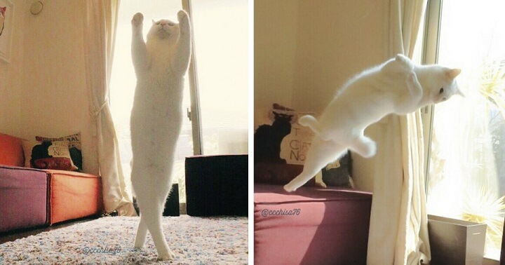 When alone, this cat shows off his splendid ballet dancing skills, leaving us in awe. – The News Volcano