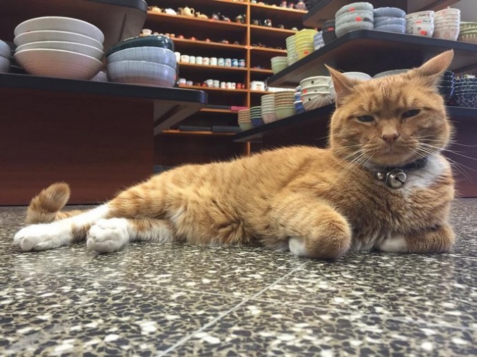 This feline has dedicated the last 12 years of its life to running a store, without taking a single day off. – The News Volcano