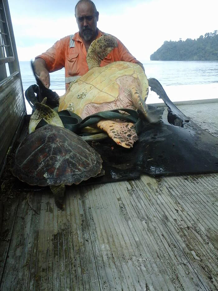 This Man From Greymouth Buys Turtle From Local Food Market And Releases Them Back To Sea