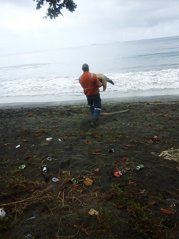 This Man From Greymouth Buys Turtle From Local Food Market And Releases Them Back To Sea