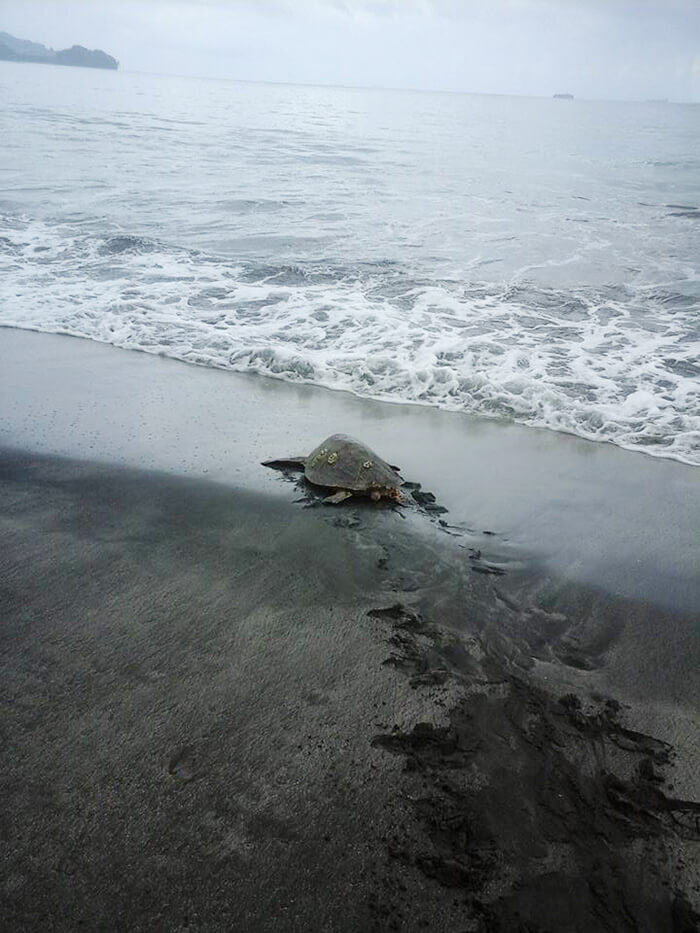 This Man From Greymouth Buys Turtle From Local Food Market And Releases Them Back To Sea