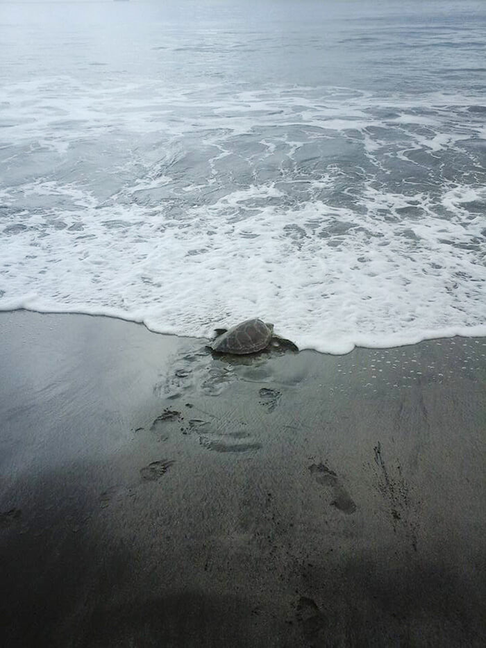 This Man From Greymouth Buys Turtle From Local Food Market And Releases Them Back To Sea