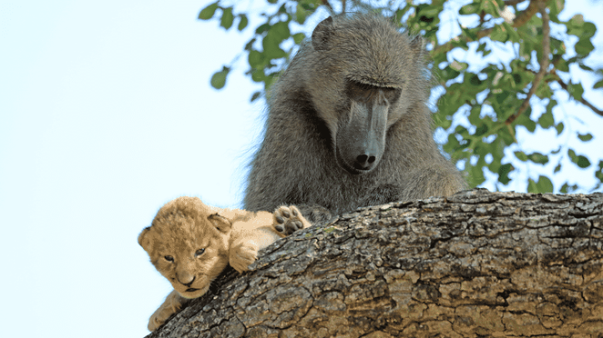 The baboon holds the lion cub up like in the movie The Lion King. - LifeAnimal