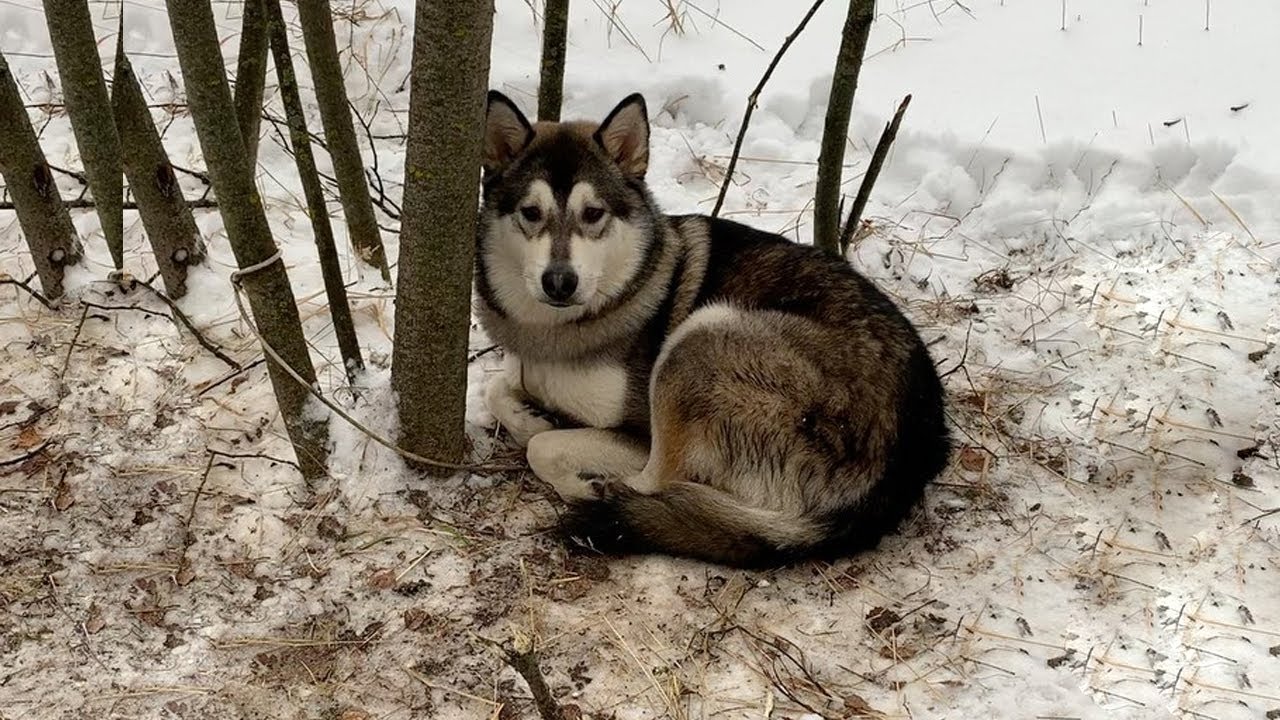 Dog Abandoned in Snow, Shivering and Crying for Help, Yearning for Freedom – REAL FLASH NEWS