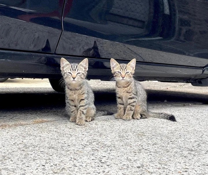 With the help of their new family cats, two twin kittens found on the street learn to be brave and resilient. – The News Volcano