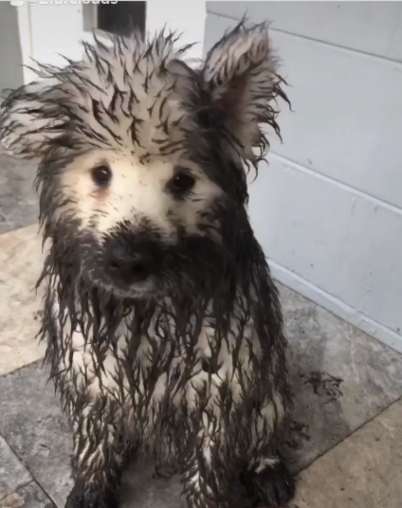 "Muddy Paws and Playful Antics: The Delightful Homecoming of Two Mischievous Samoyed Dogs"