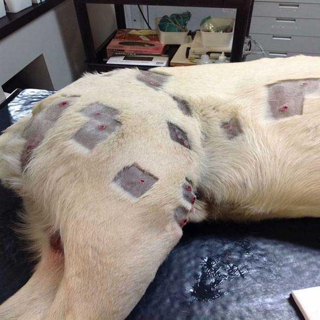 Surprised Woman Discovers Dog Covered in Wounds, Alerts Authorities after Inspection