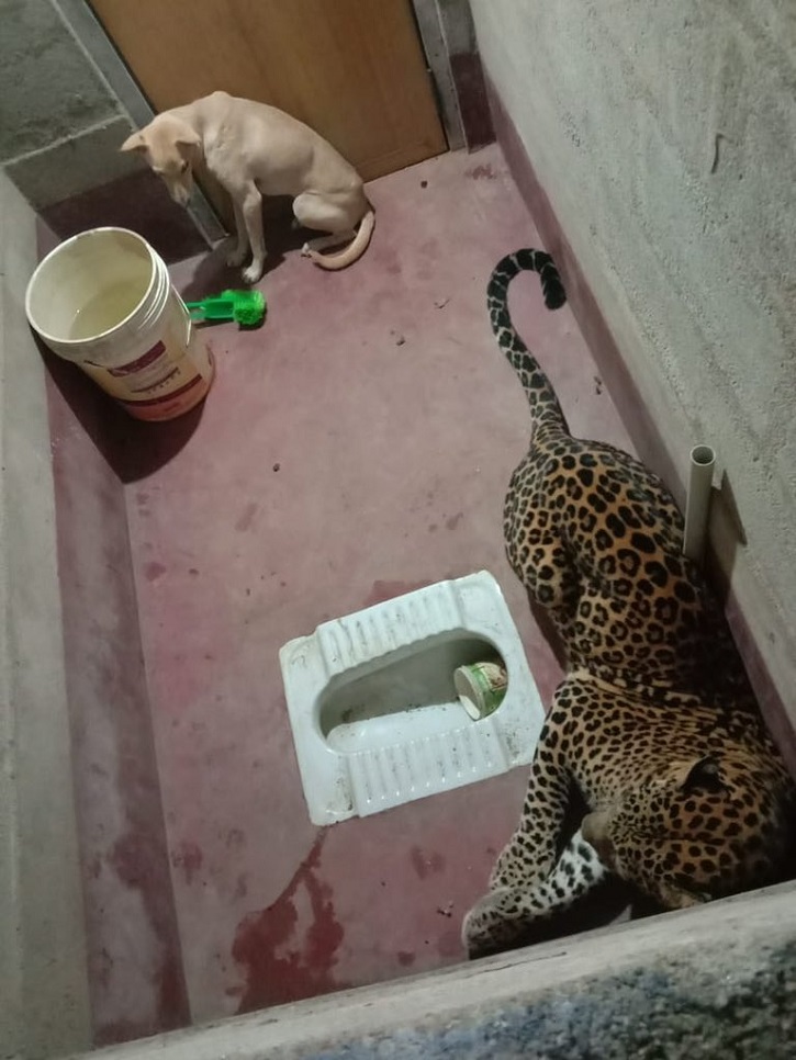 Unimaginable Escape: Extraordinary Survival Tale of a Courageous Dog Locked in a Toilet with a Ferocious Leopard, Defying All Odds to Miraculously Survive.RS - New Lifes