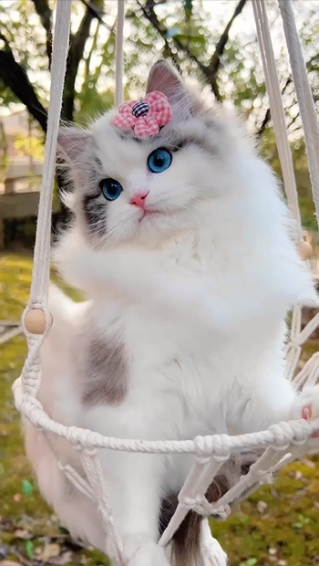 The cat stands out with charming blue eyes and becomes super cute with a flower clip, doubling the cuteness – Daily Pet News