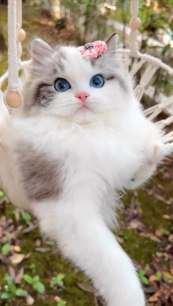 The cat stands out with charming blue eyes and becomes super cute with a flower clip, doubling the cuteness – Daily Pet News