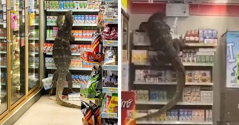 pp.Horror the sight of a giant lizard suddenly appearing, causing a riot in the supermarket, making people panic.p - LifeAnimal