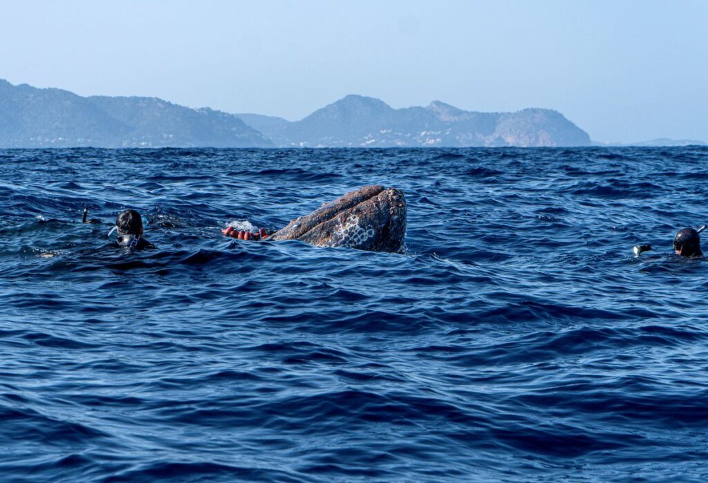 Spanish Diver Risks Life To Save 40-Foot Long Whale Trapped In Illegal Fishing Net