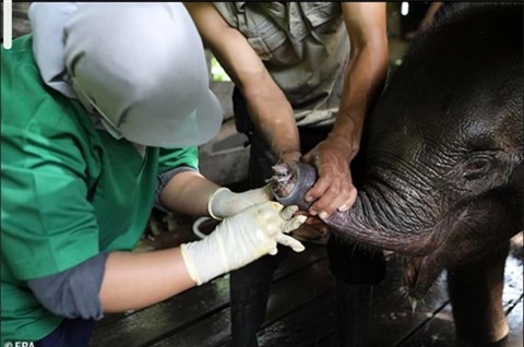 The Heartbreaking Tale of a Baby Elephant and its Trunk - Tintuc4