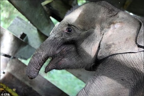 The Heartbreaking Tale of a Baby Elephant and its Trunk - Tintuc4