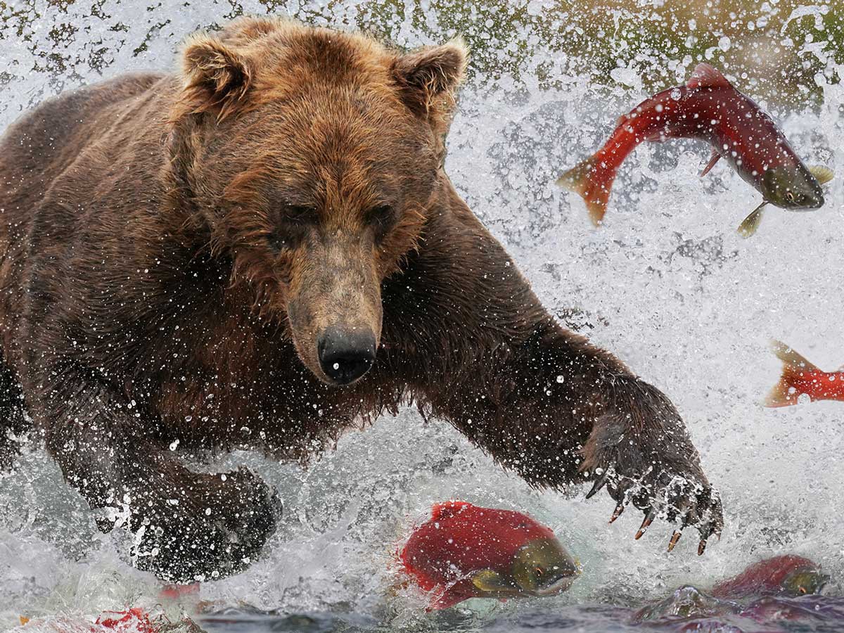 Wild Majesty Unleashed: Brown Bear's Thrilling Swim and Salmon Hunt Along Hudson Bay Shoreline - Sporting ABC