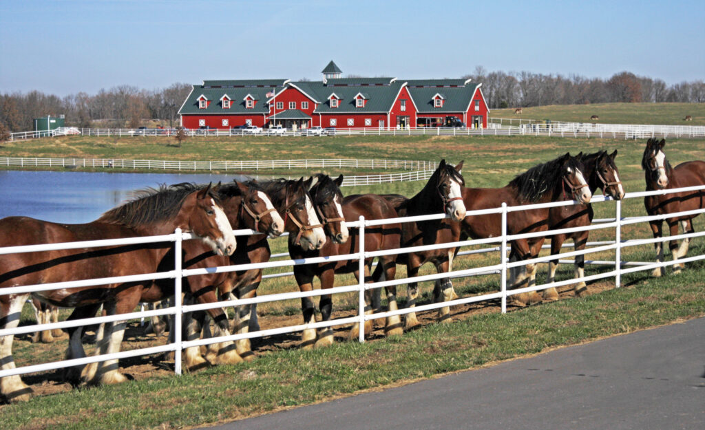 4 Newborn Baby Clydesdales Join The Budweiser Family