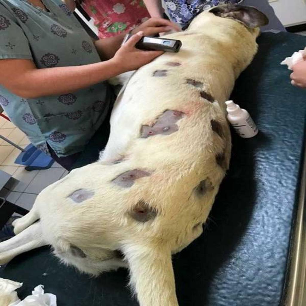 Surprised Woman Discovers Dog Covered in Wounds, Alerts Authorities after Inspection