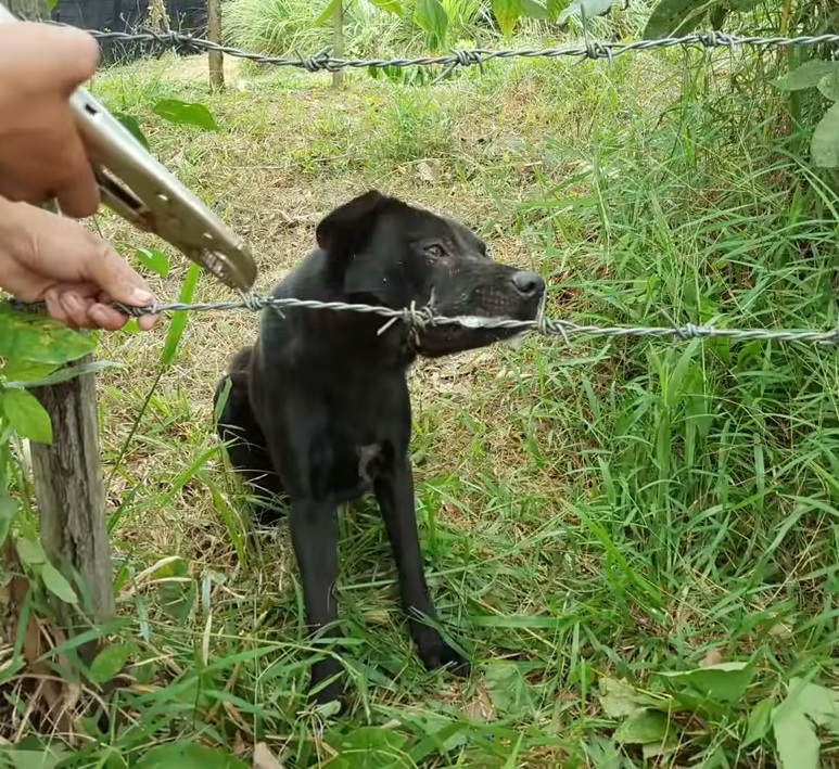 The dog was stuck in the jaw with barbed wire and couldn't get out, making people extremely confused and scared - Docbaomoi7