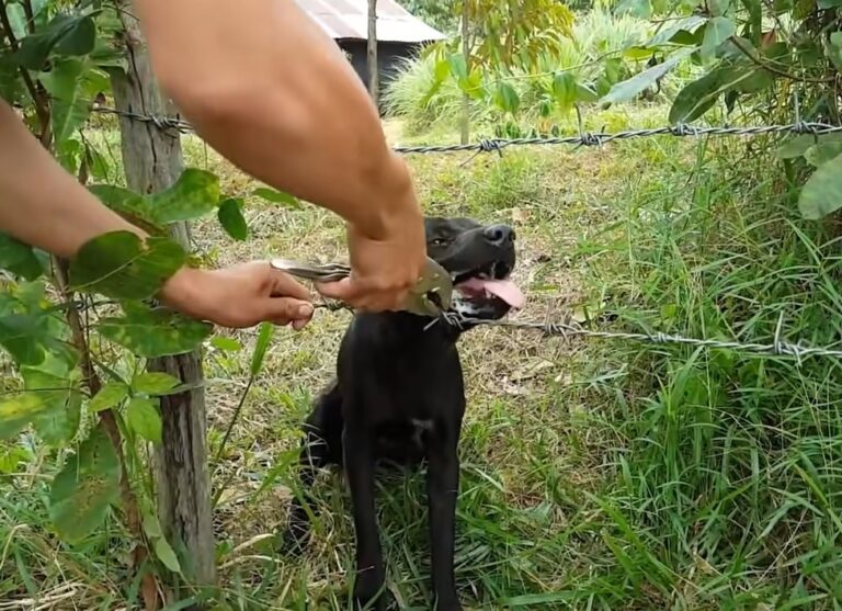 The dog was stuck in the jaw with barbed wire and couldn't get out, making people extremely confused and scared - Docbaomoi7