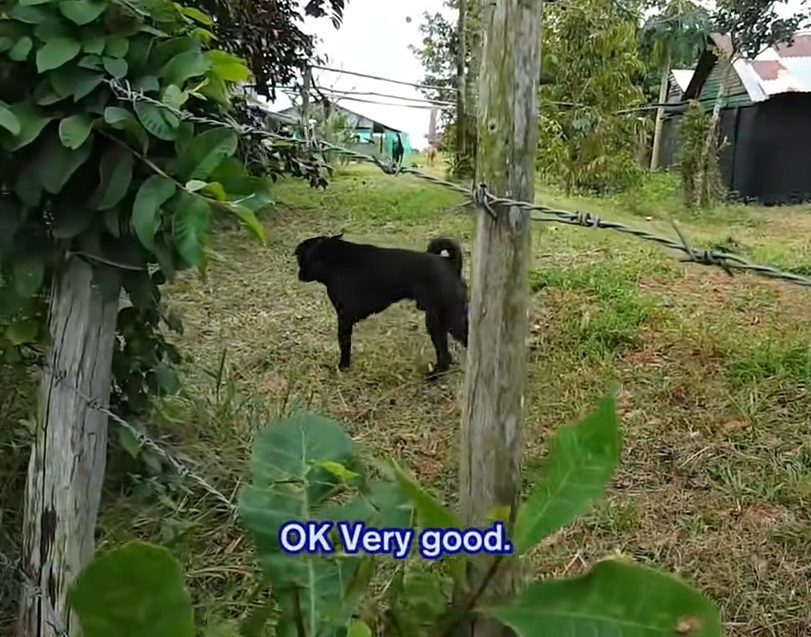 The dog was stuck in the jaw with barbed wire and couldn't get out, making people extremely confused and scared - Docbaomoi7