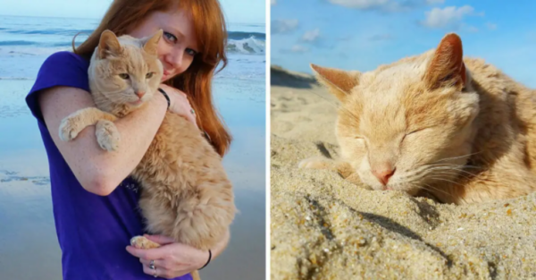 A woman embraces a 21-year-old cat abandoned by his owner, offering him the best days of his remaining life in a loving forever home. - Lillise