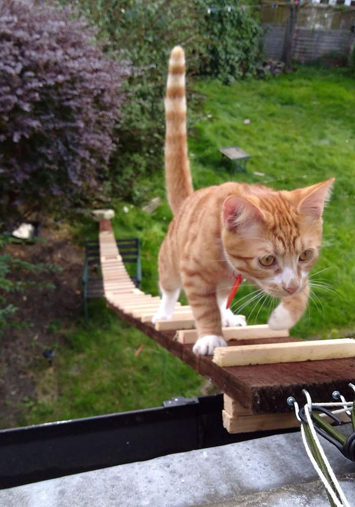 The Guy Built A Ladder For His Cat Because The Landlord Banned The Cat From Sneaking In