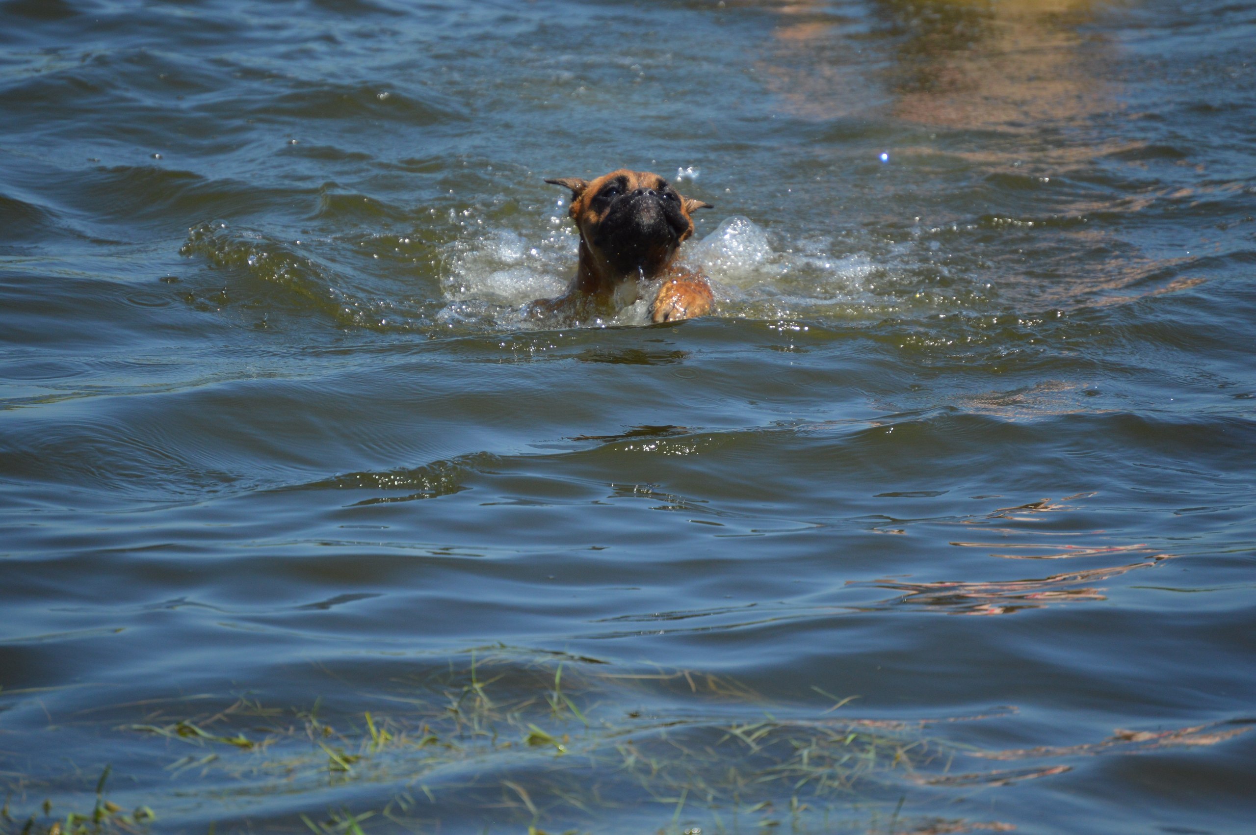 A brave dog named Max became a real hero when he saved a young man from drowning, making everyone extremely surprised and touched by this noble deed.j - New Lifes