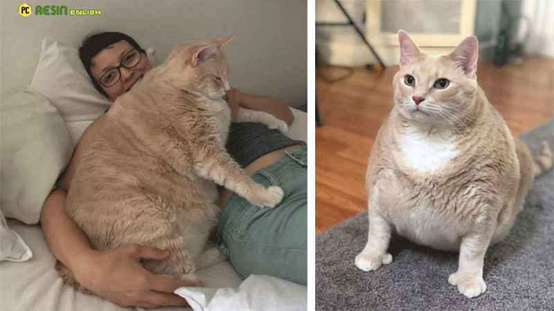 Giant 33 Pound Shelter Cat Finds Best Family To Love Him - Factz