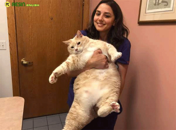 Giant 33 Pound Shelter Cat Finds Best Family To Love Him - Factz