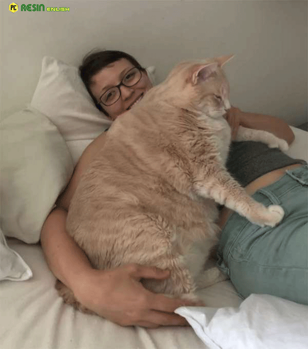 Giant 33 Pound Shelter Cat Finds Best Family To Love Him - Factz