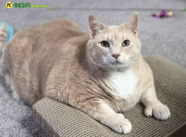 Giant 33 Pound Shelter Cat Finds Best Family To Love Him - Factz