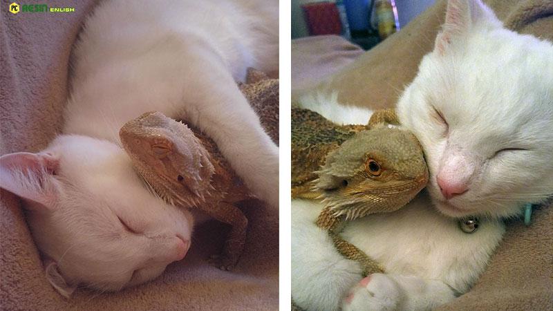 The Unbelievable Friendship of a Dragon and a Cat