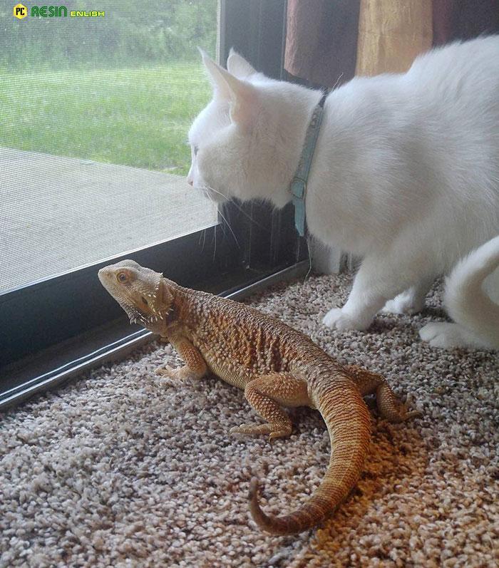 The Unbelievable Friendship of a Dragon and a Cat