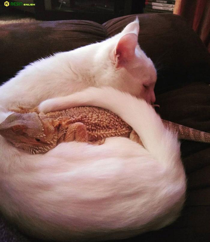 The Unbelievable Friendship of a Dragon and a Cat