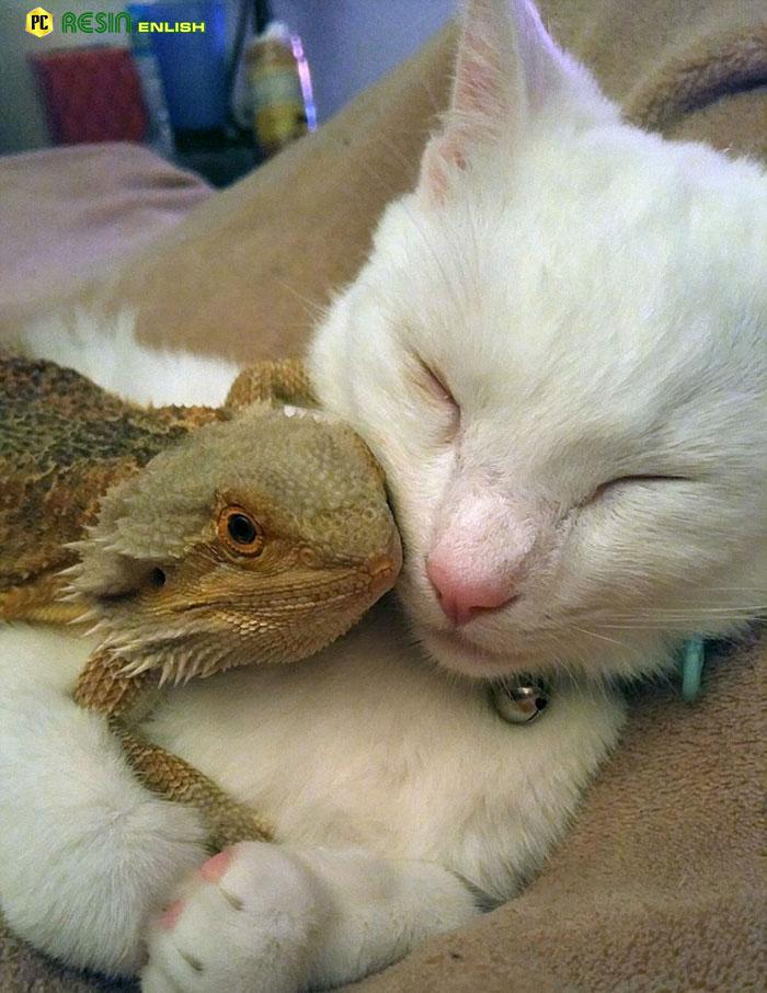 The Unbelievable Friendship of a Dragon and a Cat