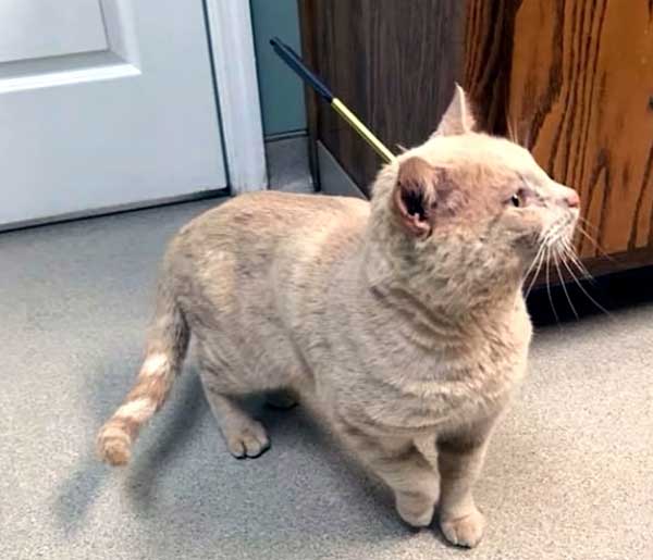 The question remains: who could have done such a terrible thing to this innocent cat? It returns home with an arrow lodged in its head, unaware of the danger it’s in - FRESHNEW