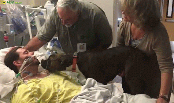 A heart touching moment how the dog says goodbye to his owner