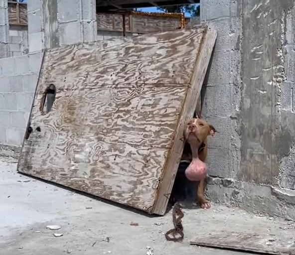 A Heartrending Encounter with a Canine Battling a Enormous Neck Tumor amidst Chaos of Construction – News Breaking