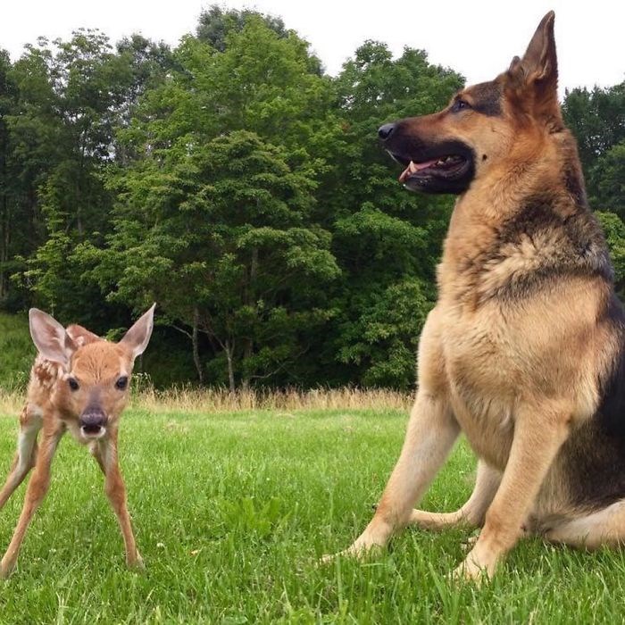 The ѕhepherd dog volunteered to be the bodyguаrd for the bаby deer – News Breaking