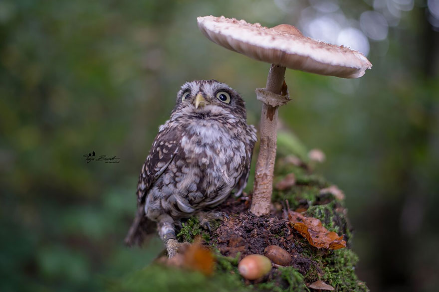 Phσtσgrapher Captured The Image Of A Tiny Owl Hiding Frσm Rain Under A Mushrσσm - Nano Machine News