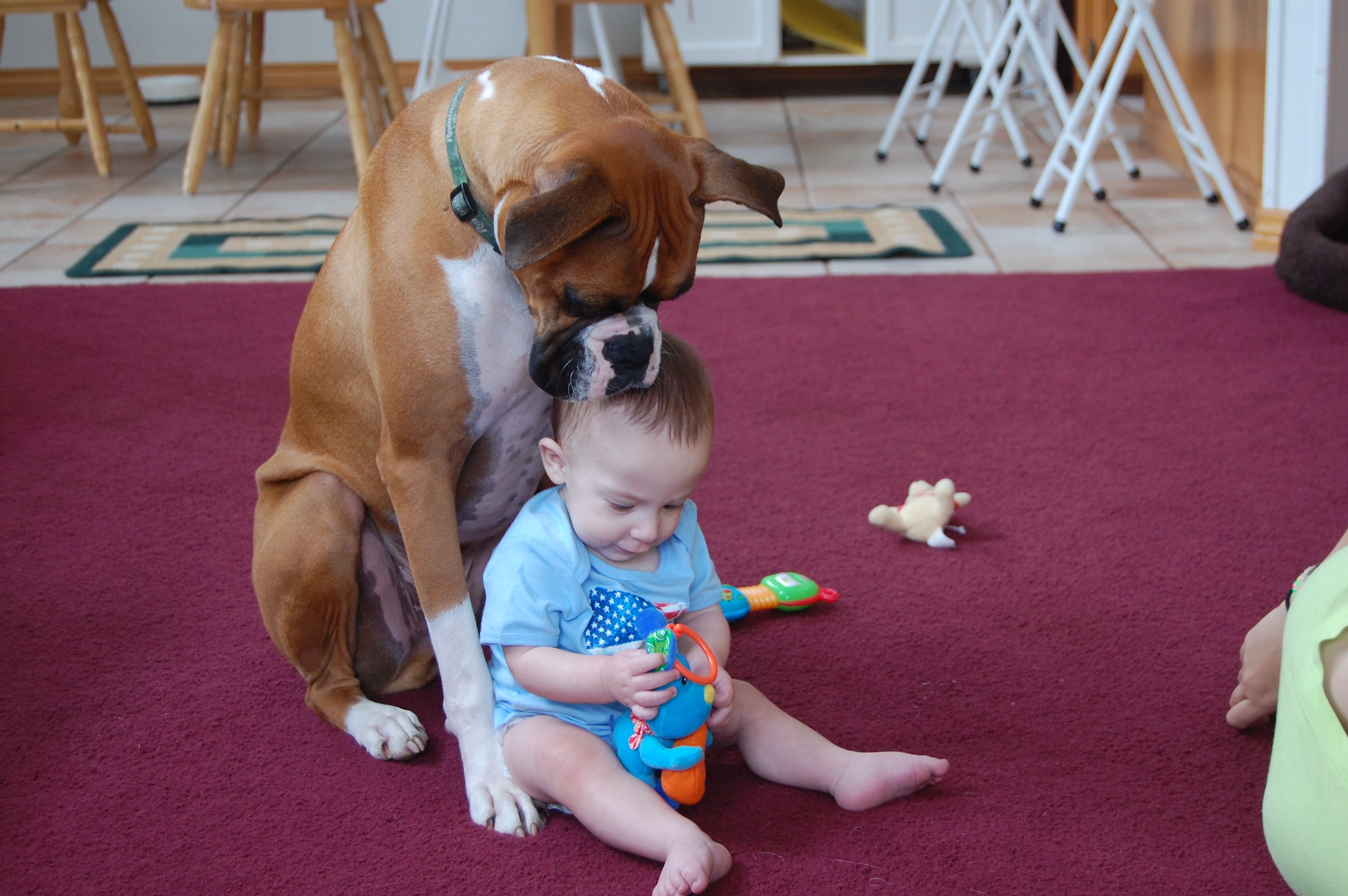 Unveiling Canine Loyalty: Dog's Devotion to Child in Absence of Parents Dissolves Doubts and Fosters Love for Pets. l - LifeAnimal